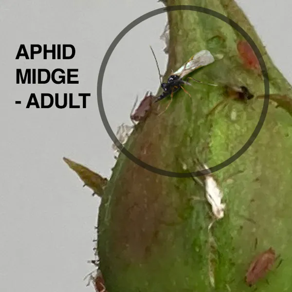 Searles Beneficial insect Aphid midge